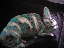 Bruno