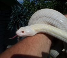 Blizzard Sonoran Gopher 4