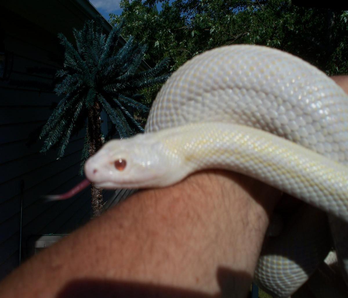 Blizzard Sonoran Gopher 4