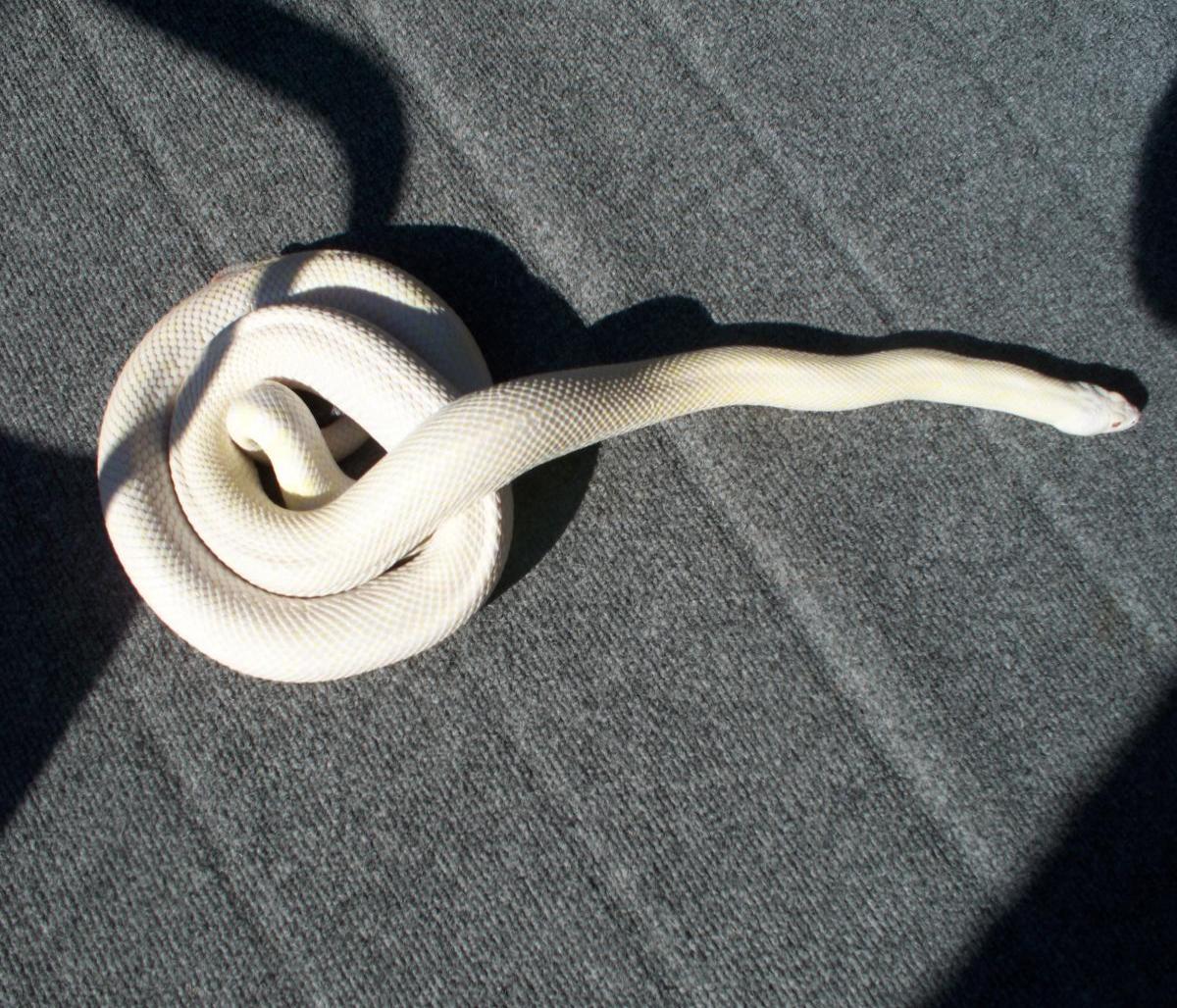 Blizzard Sonoran Gopher 5