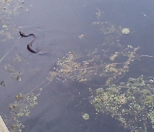 Snake in Lake in Wolcott