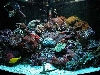 54 Gal Corner tank