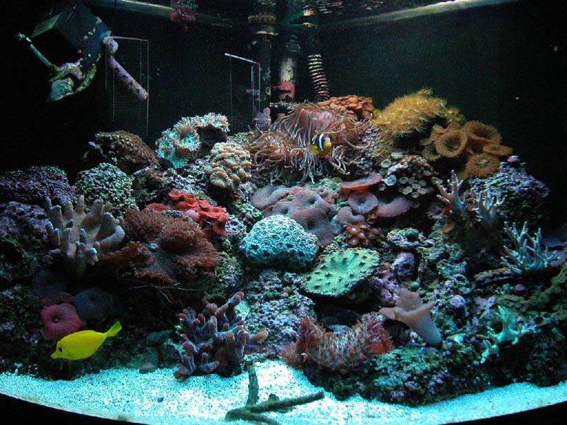 54 Gal Corner tank