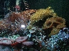 Assorted Corals