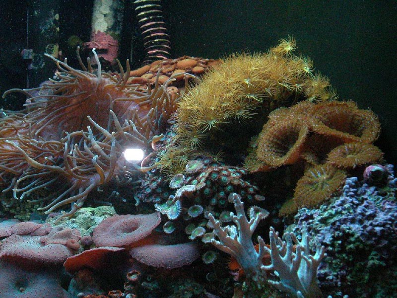 Assorted Corals