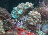 Elegance and Candy Cane Corals