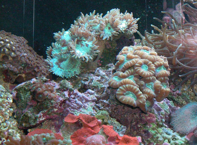 Elegance and Candy Cane Corals