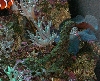 Fingers and Colony Corals