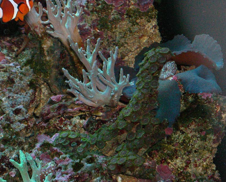 Fingers and Colony Corals
