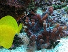 Spiny Cup Pectinia and Yellow Tang