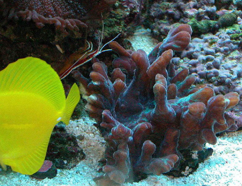Spiny Cup Pectinia and Yellow Tang