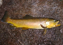 Brown on a ginger bugger