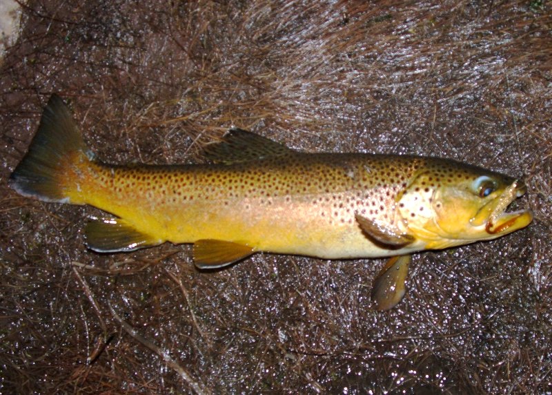 Brown on a ginger bugger