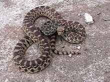 Bull snake