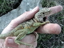 Eastern collared lizard