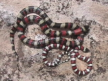 Central plains milk snakes