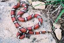 Missouri red milk snake