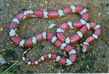 L. t. syspila - red milk snake