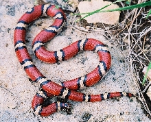 Missouri syspila