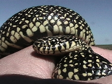 Speckled king