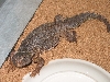 Niger Uro