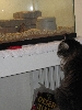 Staring contest