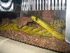 green mamba