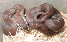 house snake
