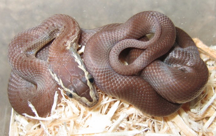 house snake