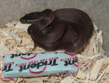 house snake