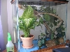crested enclosure