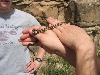 snake