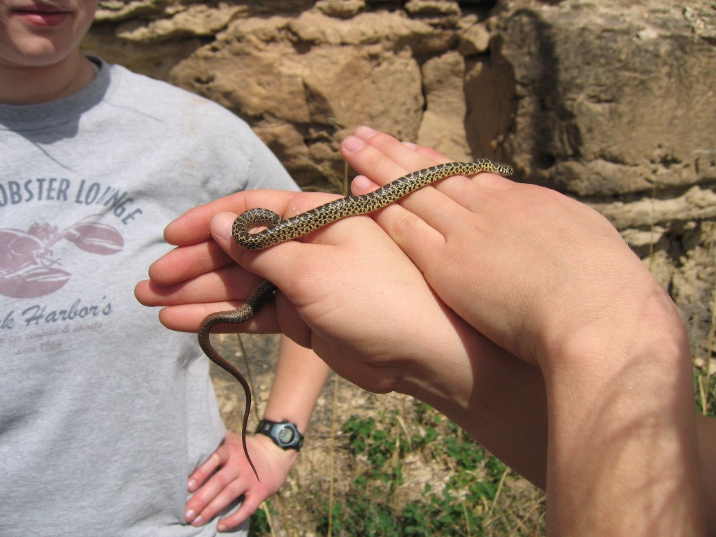 snake