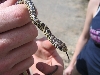snake