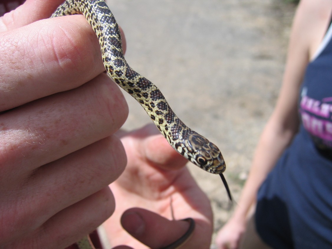 snake