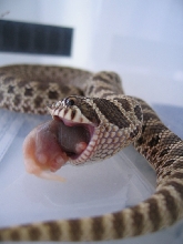 Sola eating