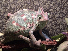 Female Veiled Chameleon