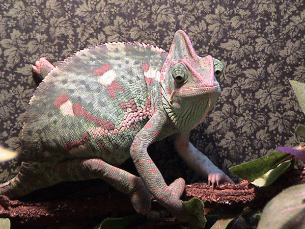 Female Veiled Chameleon