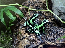 D. auratus