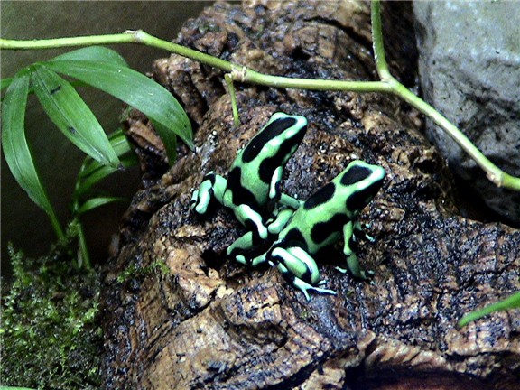 D. auratus