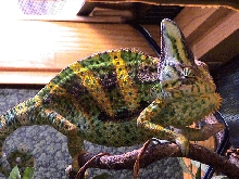 Male Veiled Chameleon