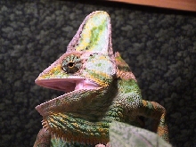 Male Veiled Chameleon