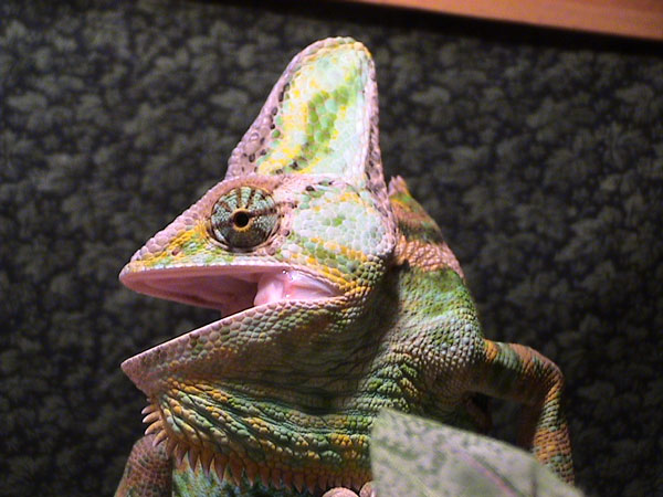 Male Veiled Chameleon