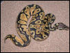 pastel het ghost male