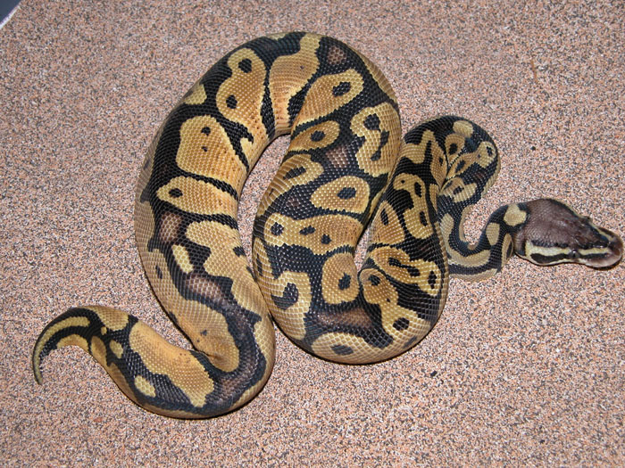 pastel het ghost male