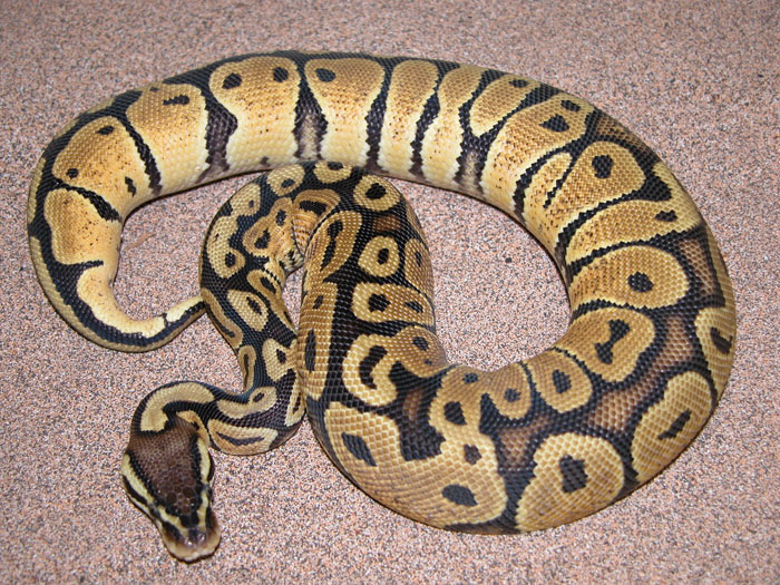 pastel het ghost female