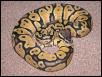 pastel poss het ghost male