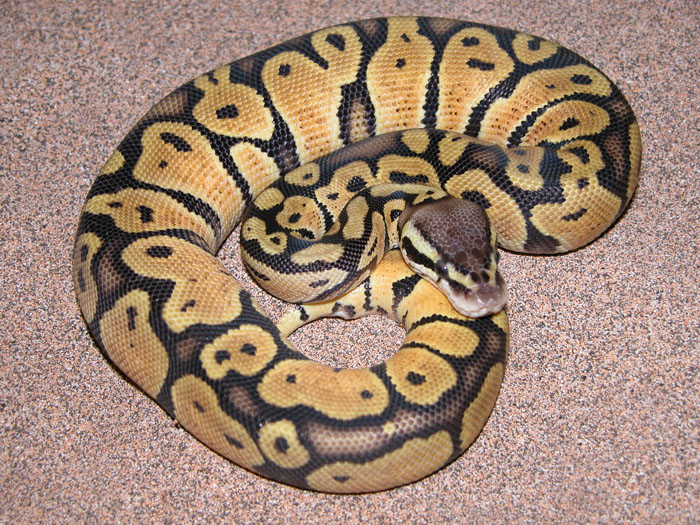 pastel poss het ghost male