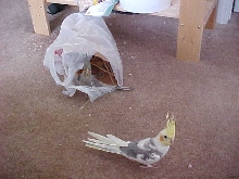 Busted!!!