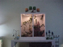 Crested cage decorated